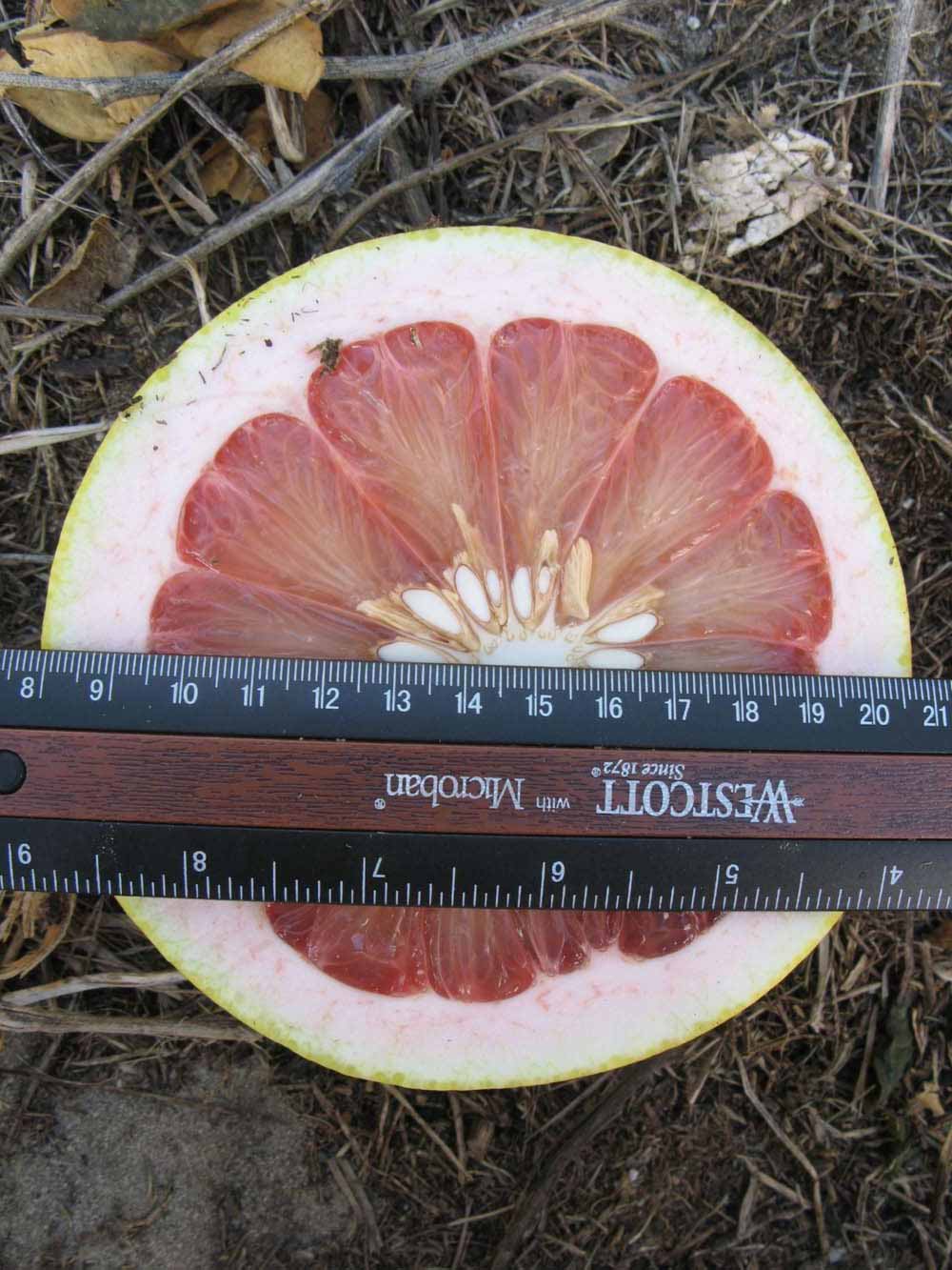            Fruit cross-section (Winter Haven, FL)   